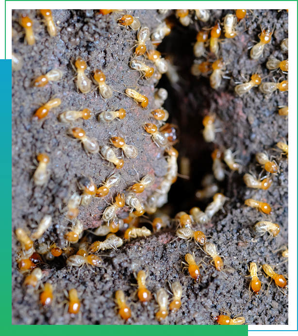 Termite Inspection Services