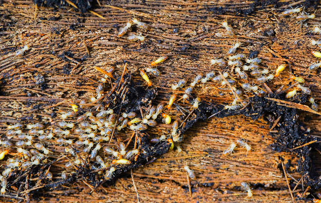 Termite & Pest Inspection Services in Kansas City
