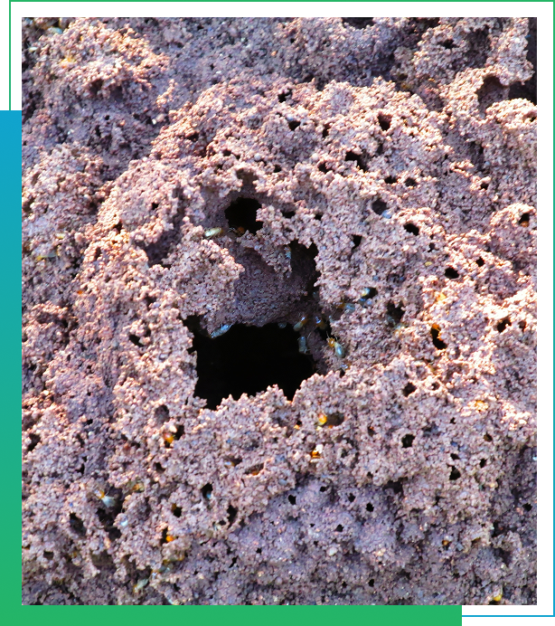 Termite Damage Prevention Strategies