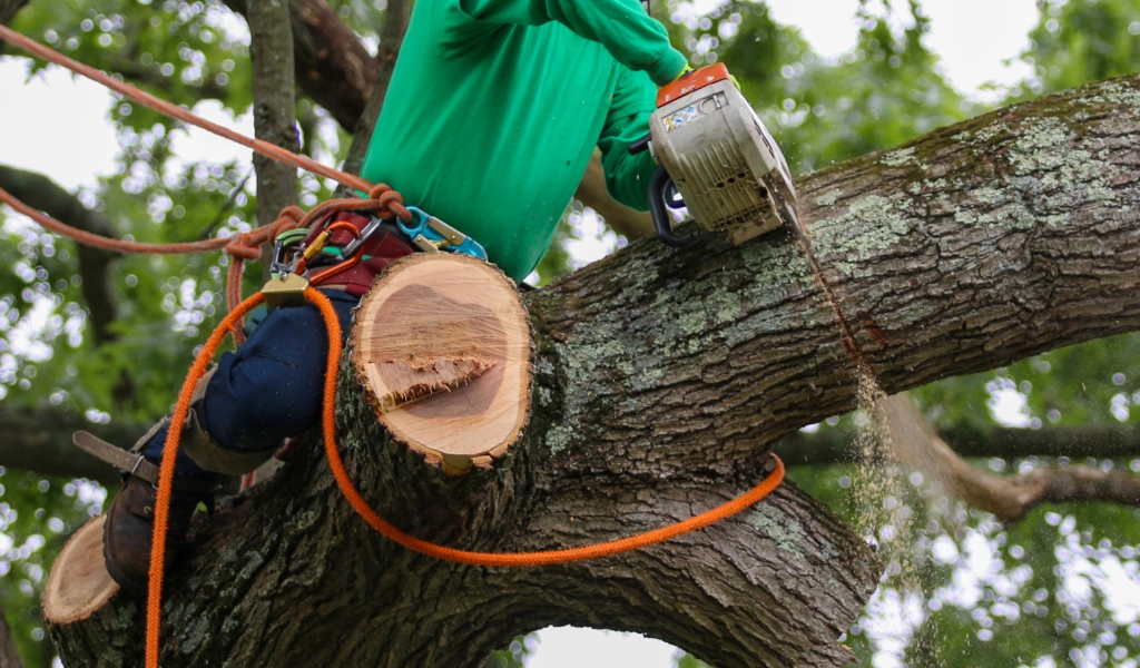 Tree Removal Nashville