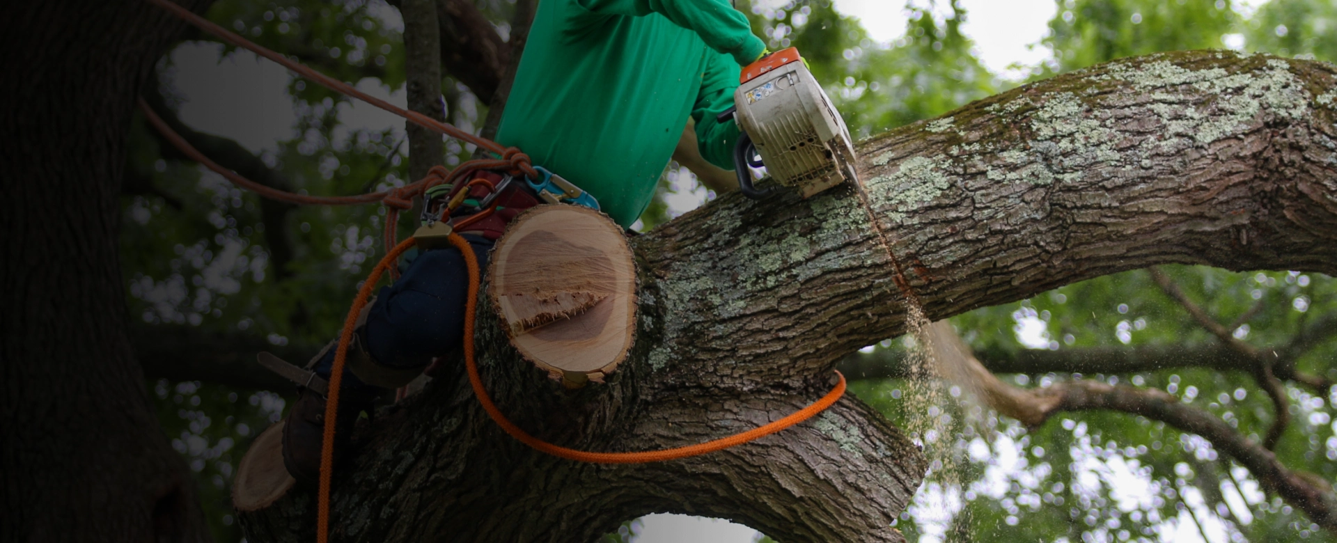 Tree Removal Nashville