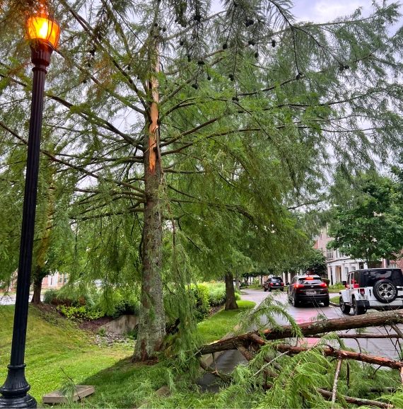 Emergency Tree Removal Services in Nashville