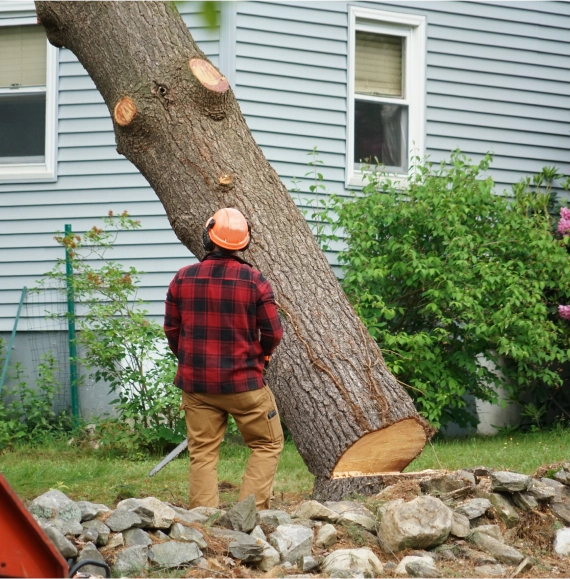Customized Tree Removal Plans in Nashville