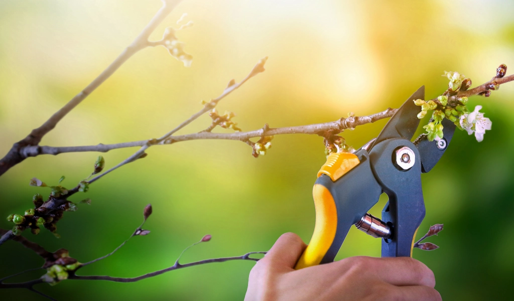 Tree Trimming Nashville
