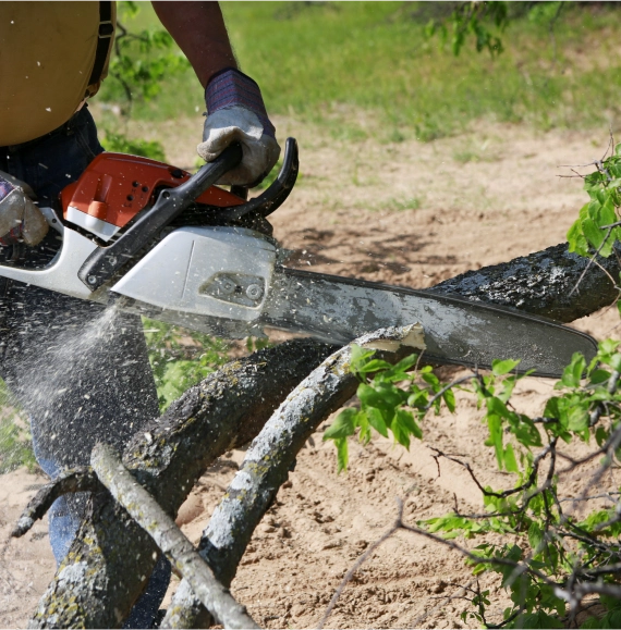 Local Tree Trimming Experts