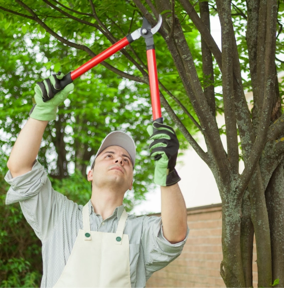 Palm Tree Pruning Service in Nashville