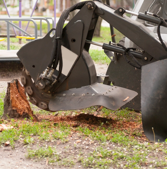 Professional Stump Grinding & Removal Services in Nashville