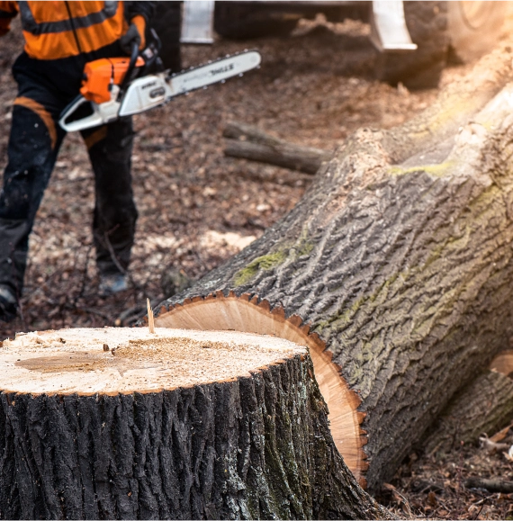 Comprehensive Stump Grinding Services in Nashville