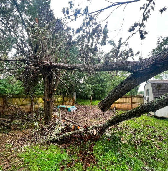 Land Clearing Services in Nashville