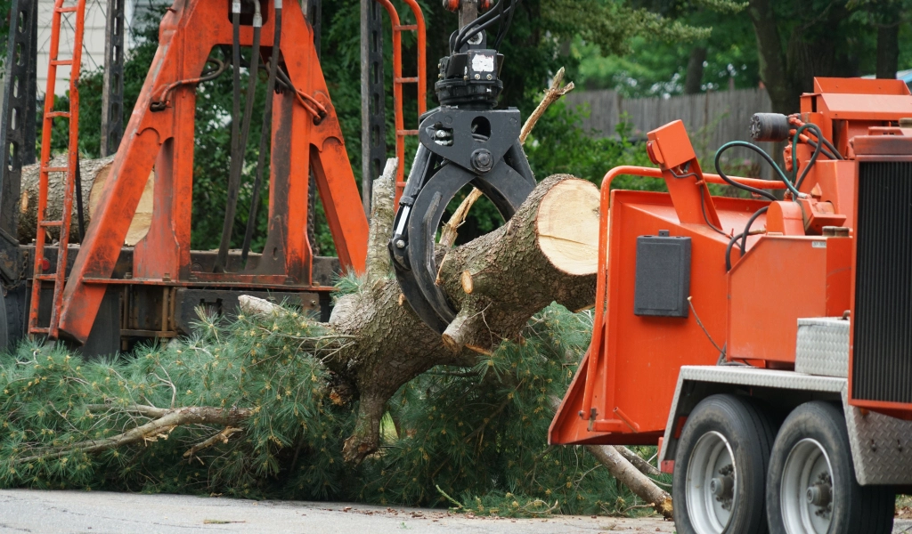 Emergency Tree Services