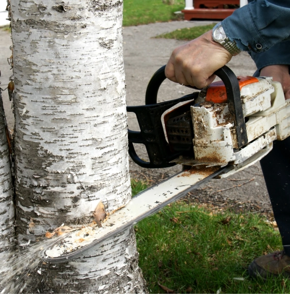 Emergency Tree Trimming Services