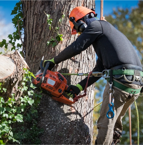 24/7 Emergency Tree Services