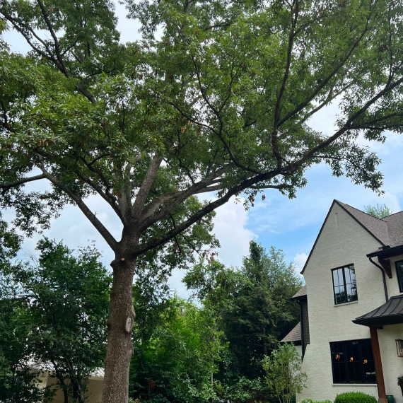 Tree Service Brentwood