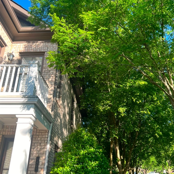 Tree Service Nashville