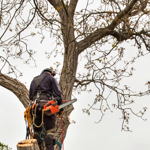Tree Service Nolensville
