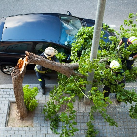 Tree Service Berry Hill