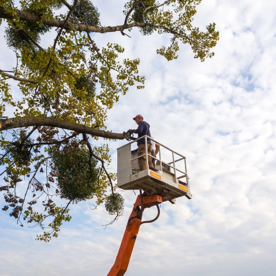 Tree Service Mt. Juliet