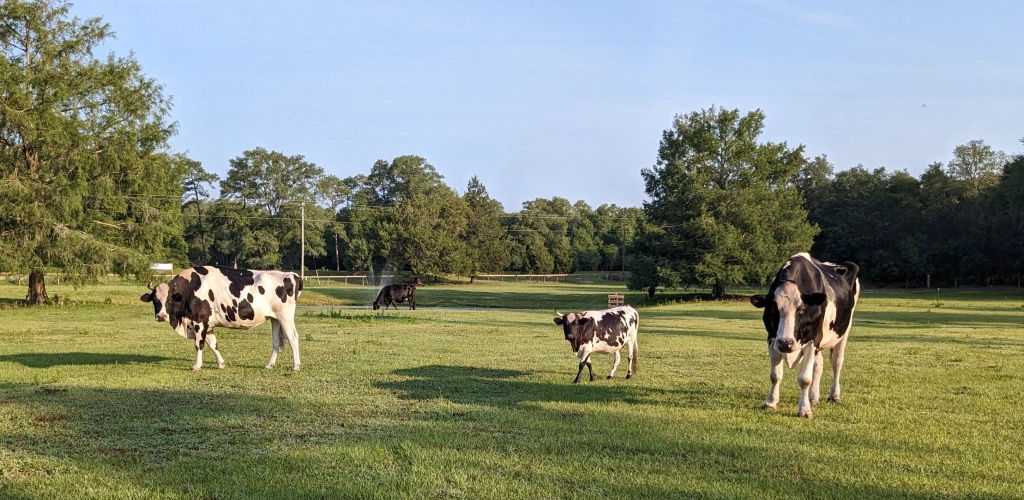 Animal Sanctuary Florida