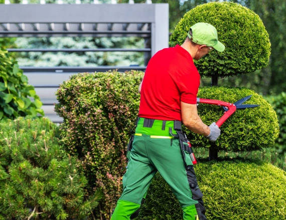 Hedge Trimming and Pruning