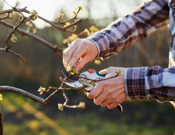 Tree Pruning and Maintenance