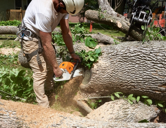 Tree Removal and Stump Grinding