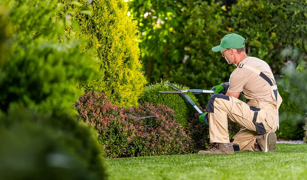 Tree Services Kingston