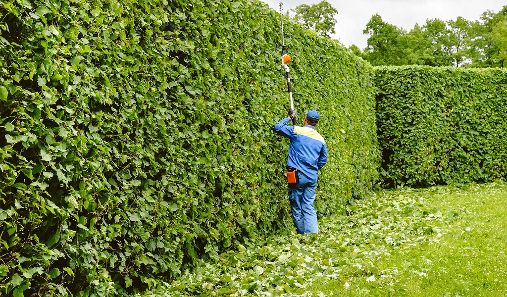 Kingston landscaping experts