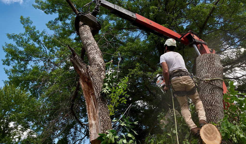 Stump Grinding Kingston