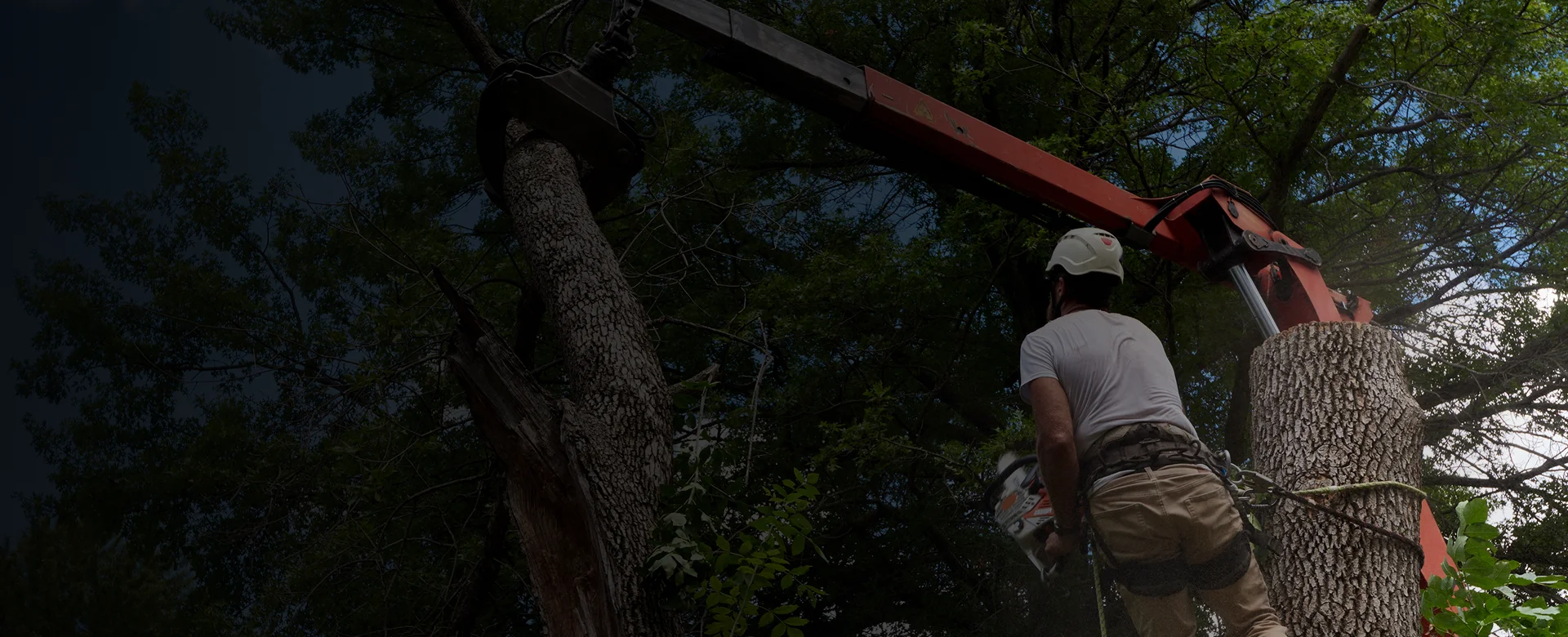 Stump Grinding Kingston