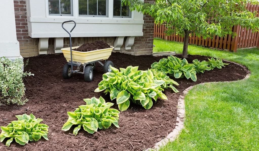 Yard Cleanup Services