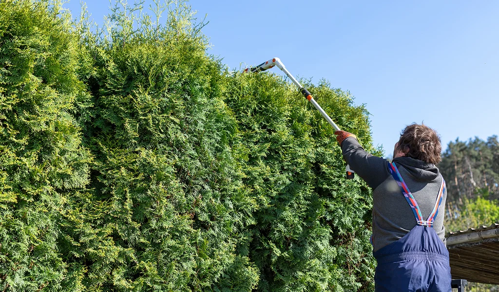 Hedge Pruning Services