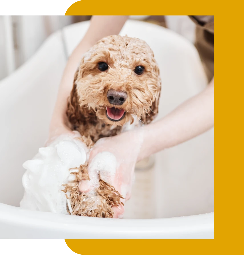 Comprehensive Pet-Sitting Services in Bartram Springs