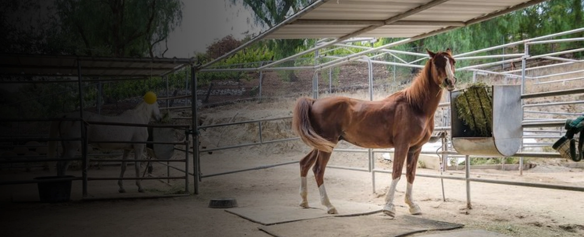 Horseback Riding Agoura Hills