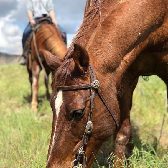 benefits of equine therapy