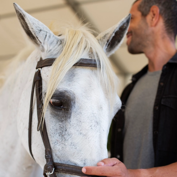 equine therapy for horses​