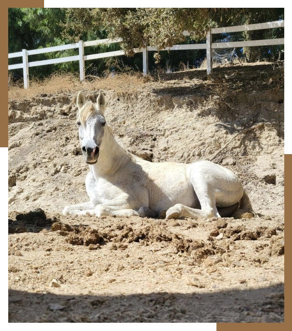 Equine Therapy Agoura Hills