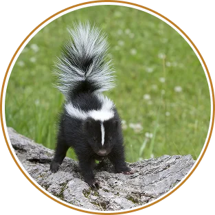 Skunk & Possum Removal and Control