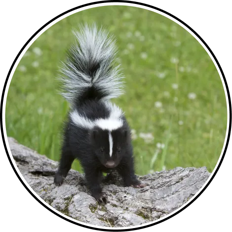 Skunk & Possum Removal and Control