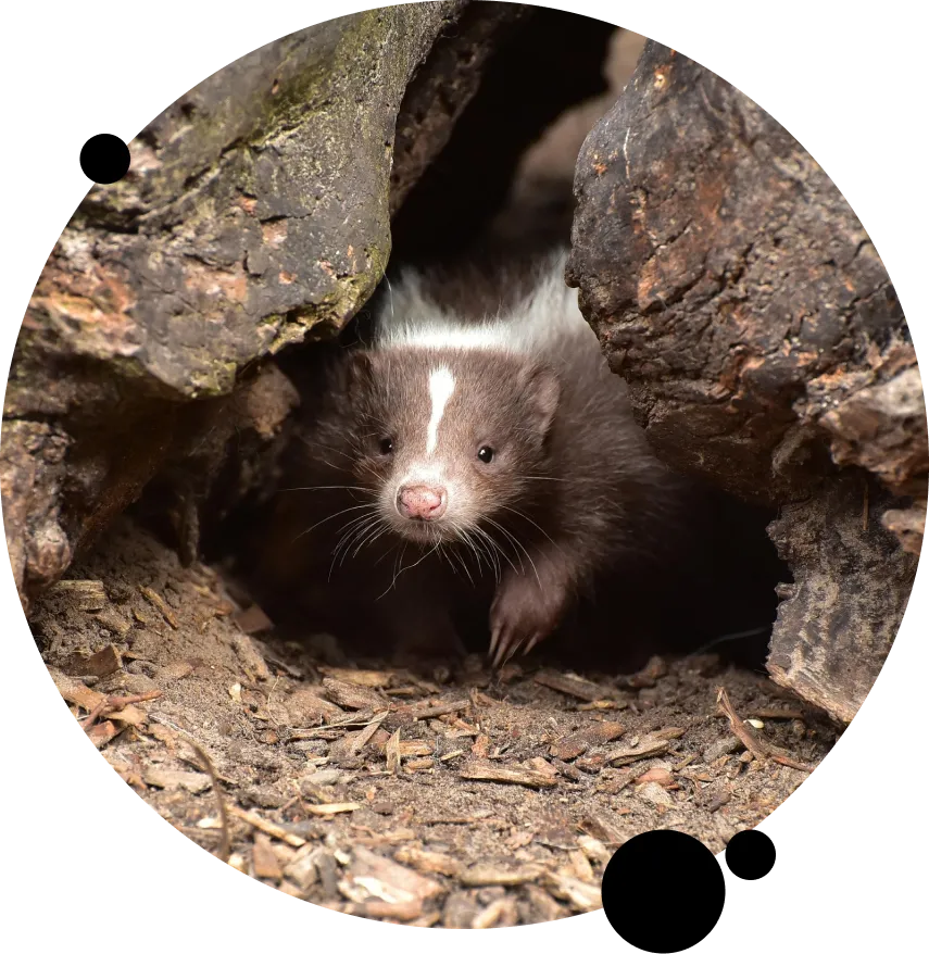 Wildlife Removal Services