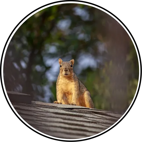 Squirrel & Rodent Removal and Control