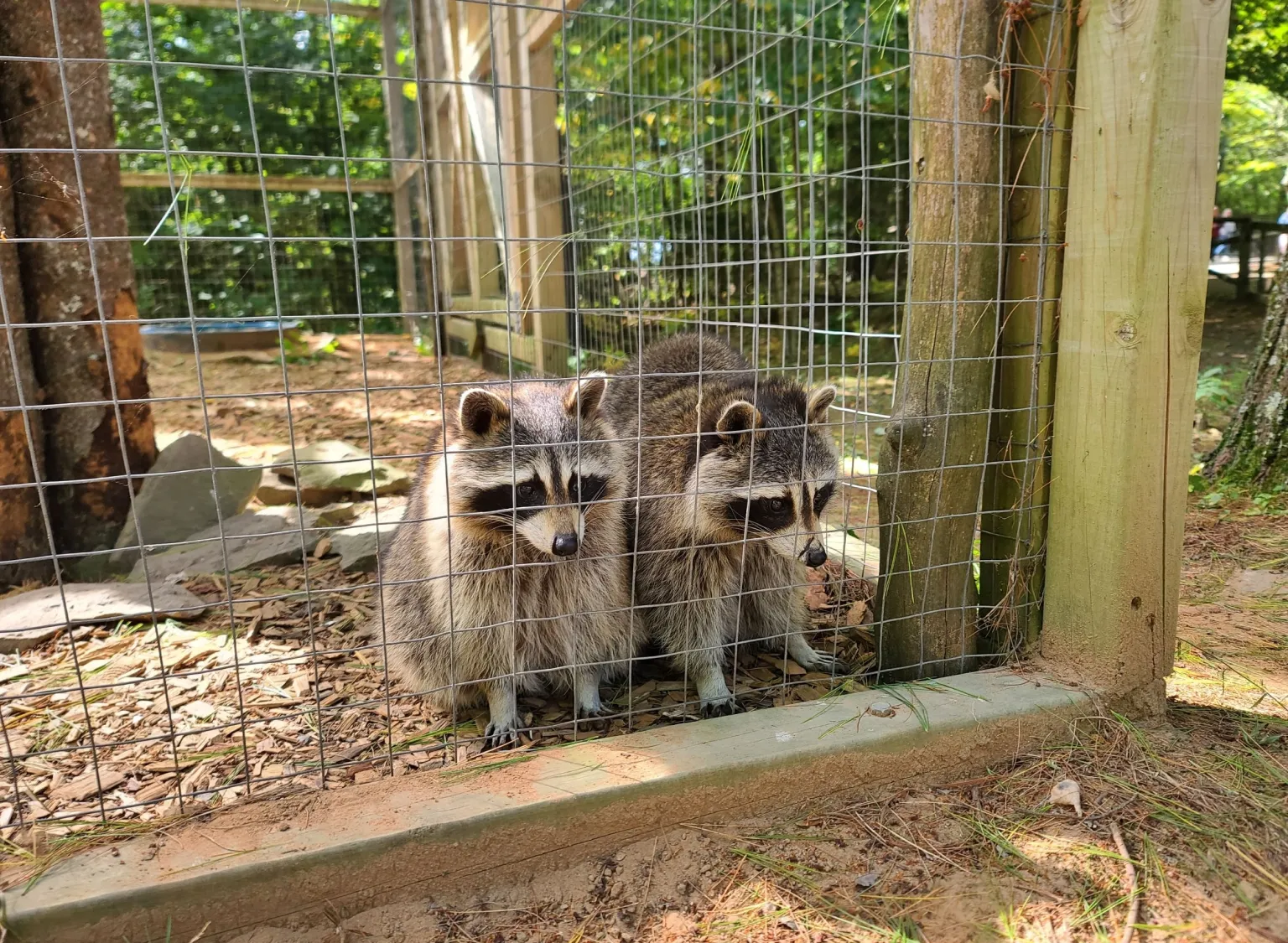 Animal Removal and Prevention