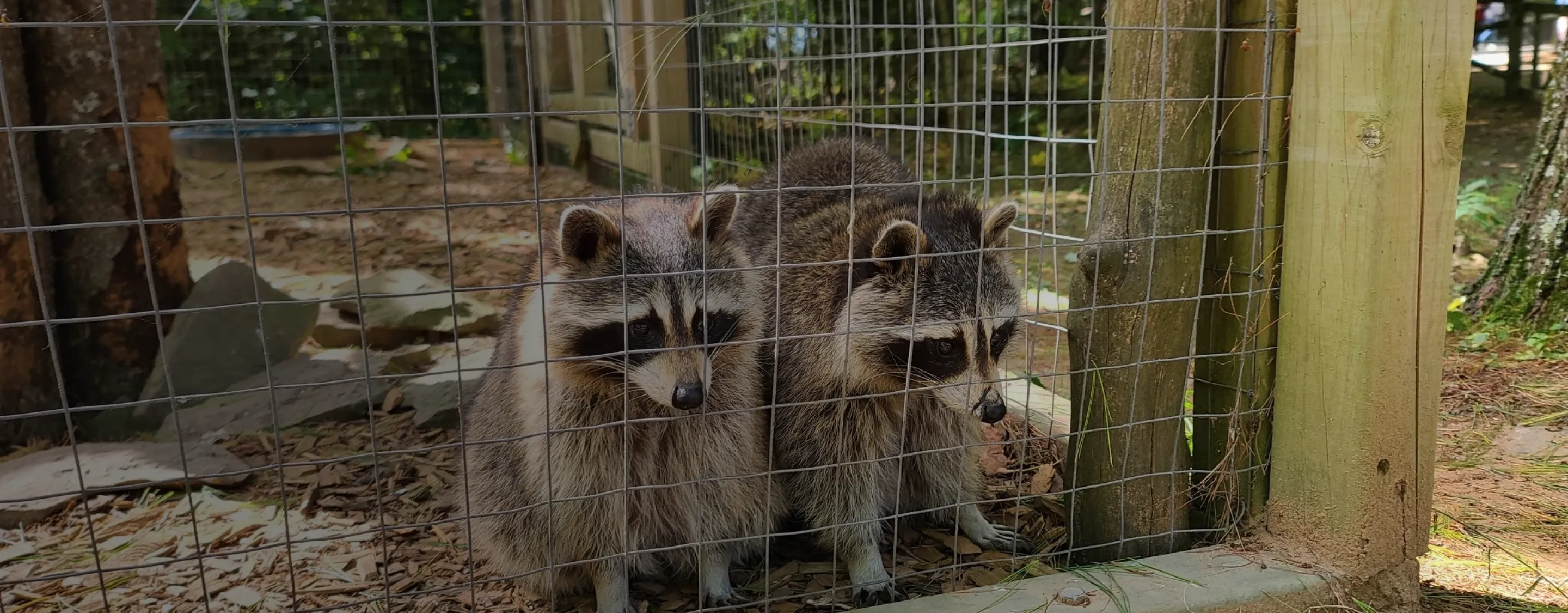 Animal Removal and Prevention
