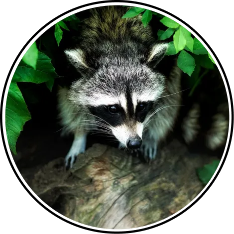 Raccoon Removal and Control