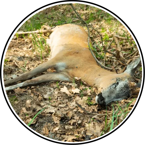 Dead Animal Removal Services