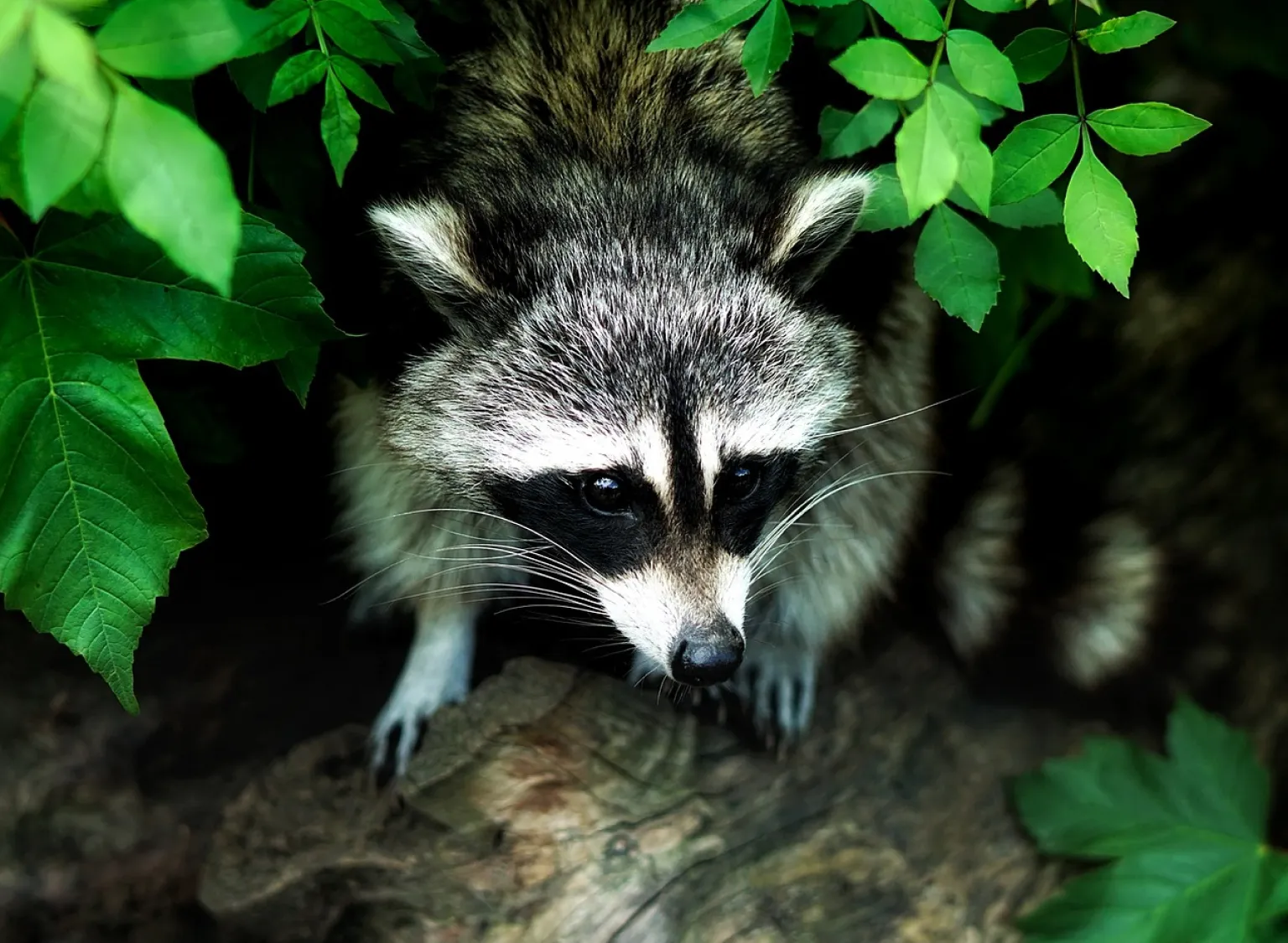 Raccoon Removal Services