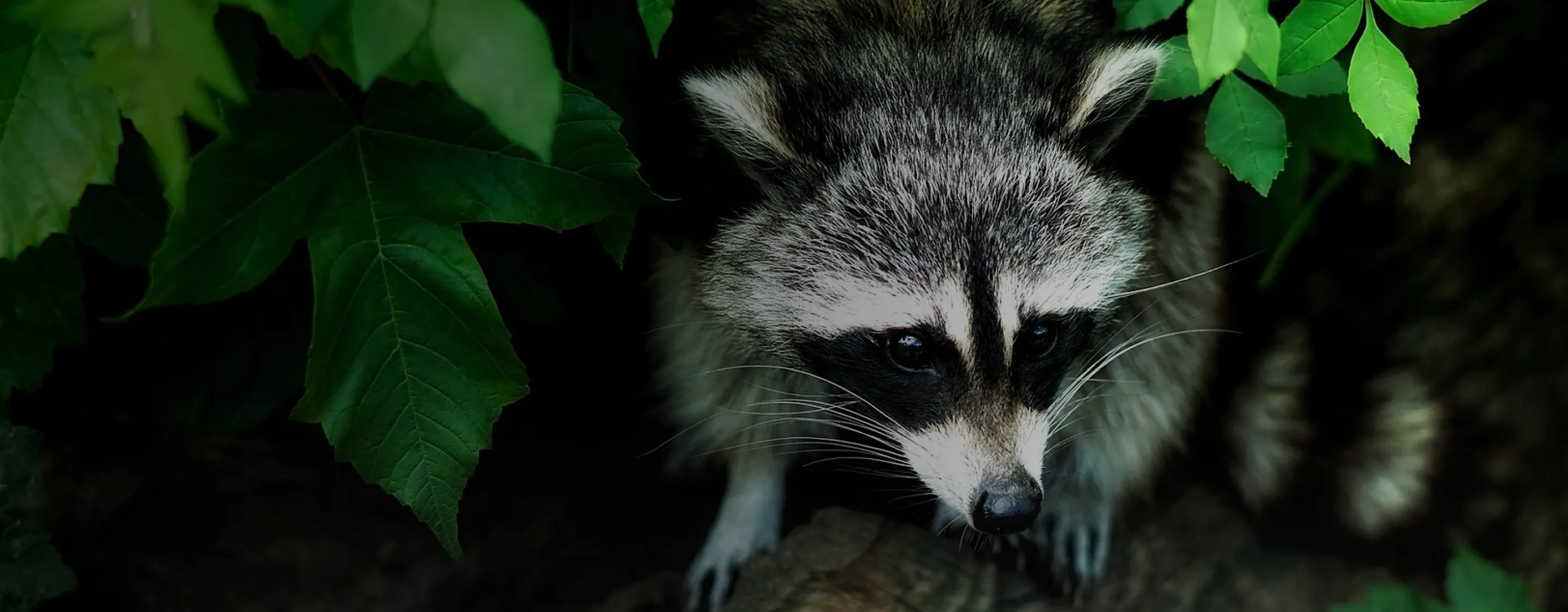 Raccoon Removal Services