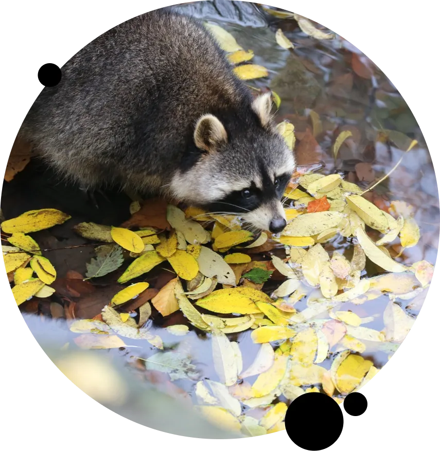 Local Raccoon Control Services