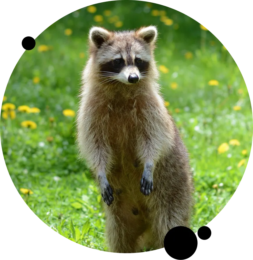 Humane Raccoon Removal