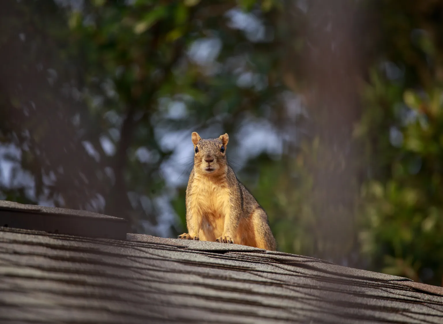 Squirrel Removal Santa Clara