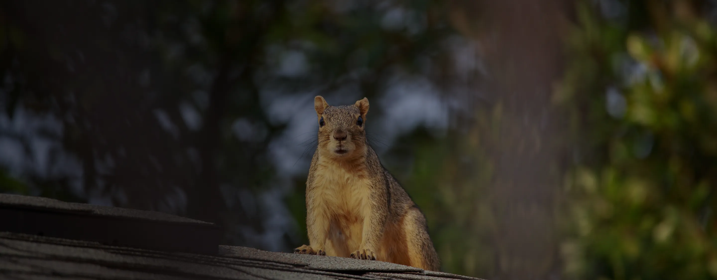 Squirrel Removal Santa Clara